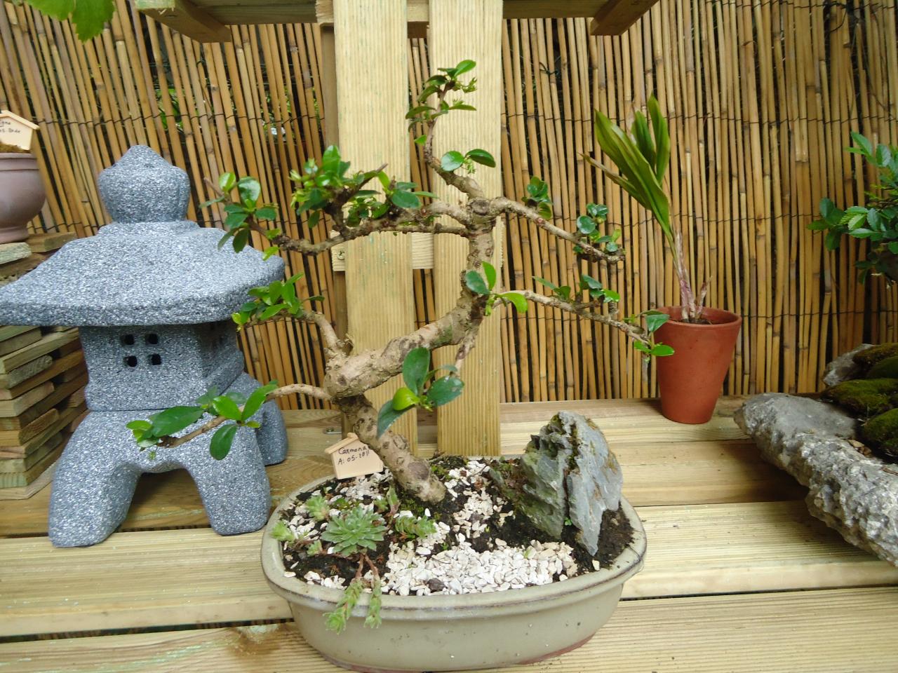 Photo du bonsaï : Arbre à thé