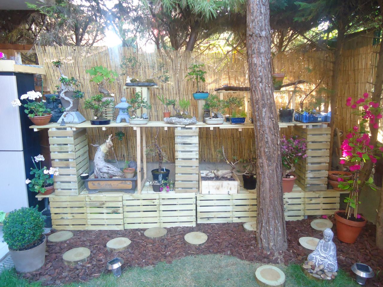 Photo du bonsaï : Mon étagère