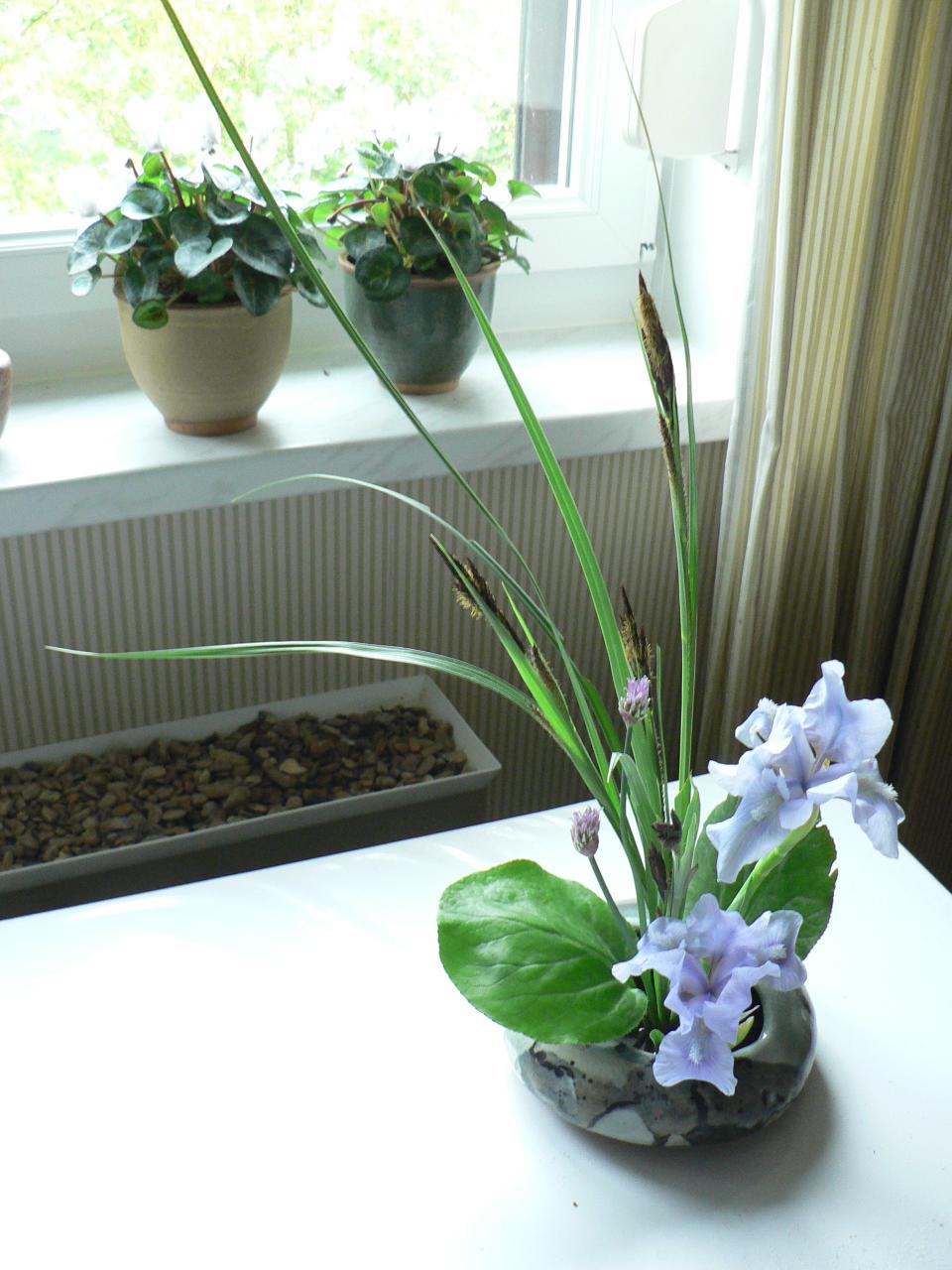 Photo du bonsaï : hana isho iris et feuille de bergenia