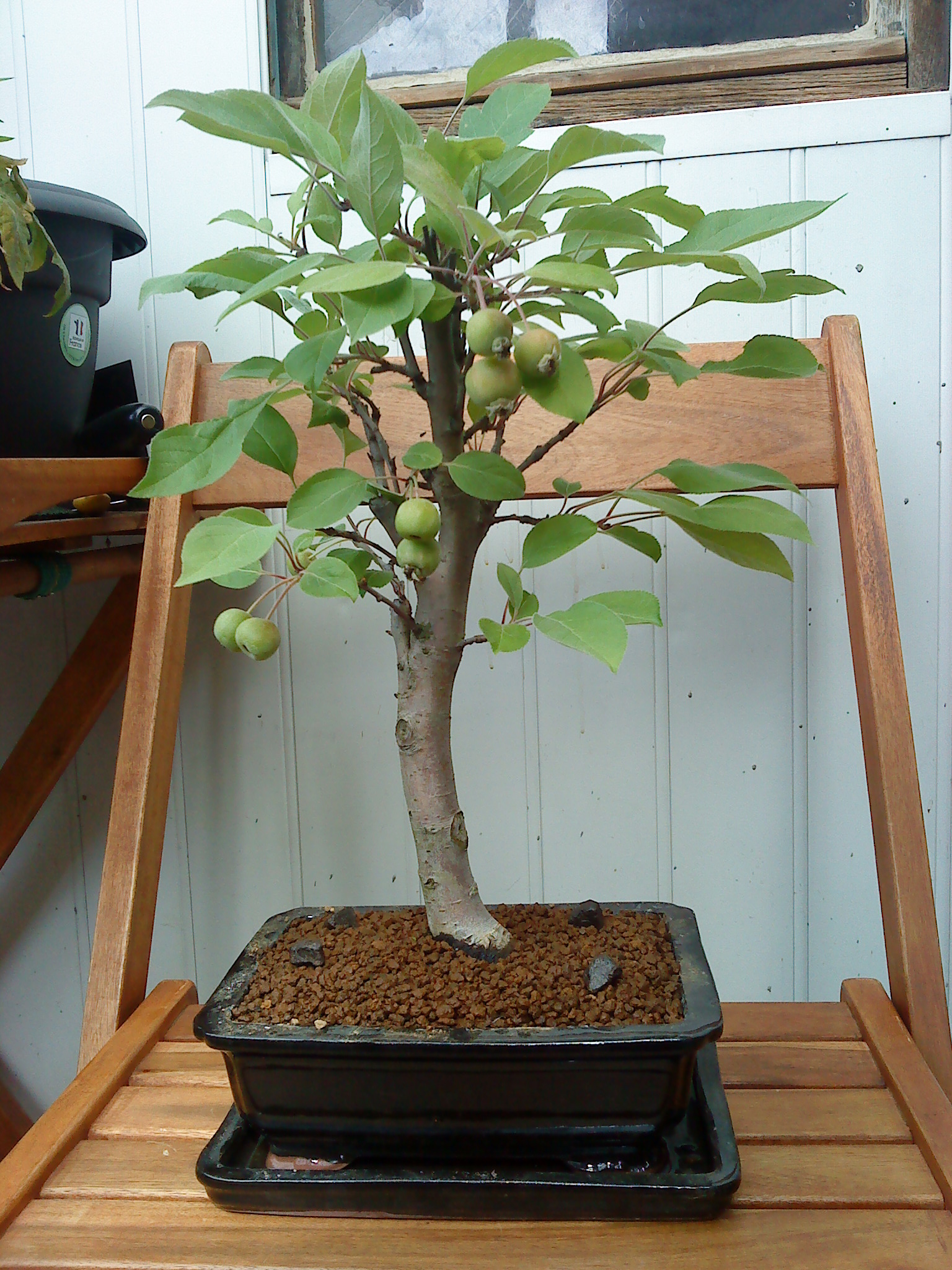 Photo du bonsaï : malus halliana