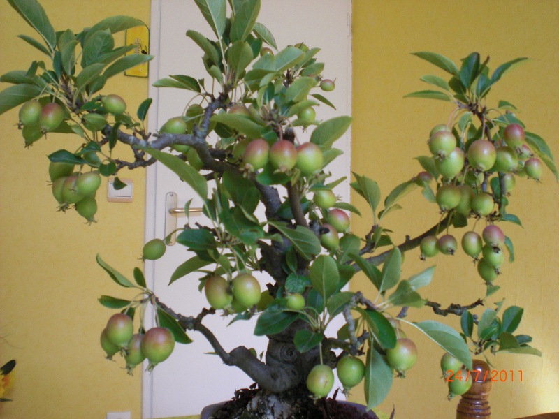 Photo du bonsaï : pommier