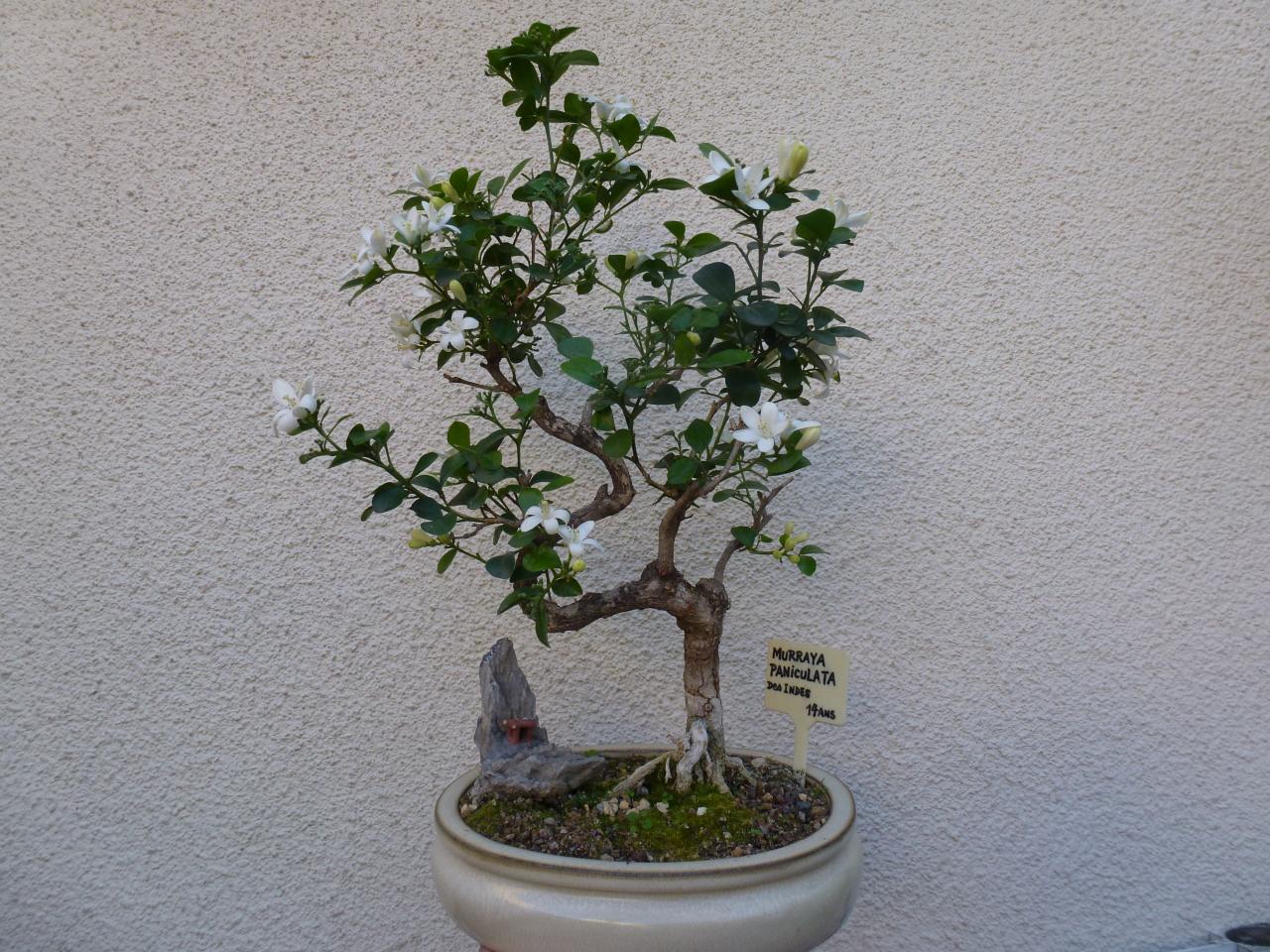 Photo du bonsaï : Murraya Paniculata des Indes