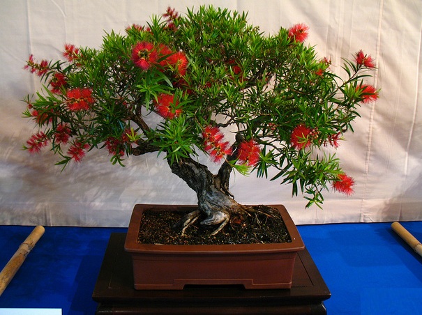 Photo du bonsaï : Callistemon