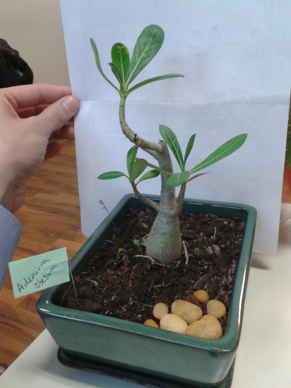 Bonsaï Création  Fiche d'entretien du Rose du désert (Adenium obesum)