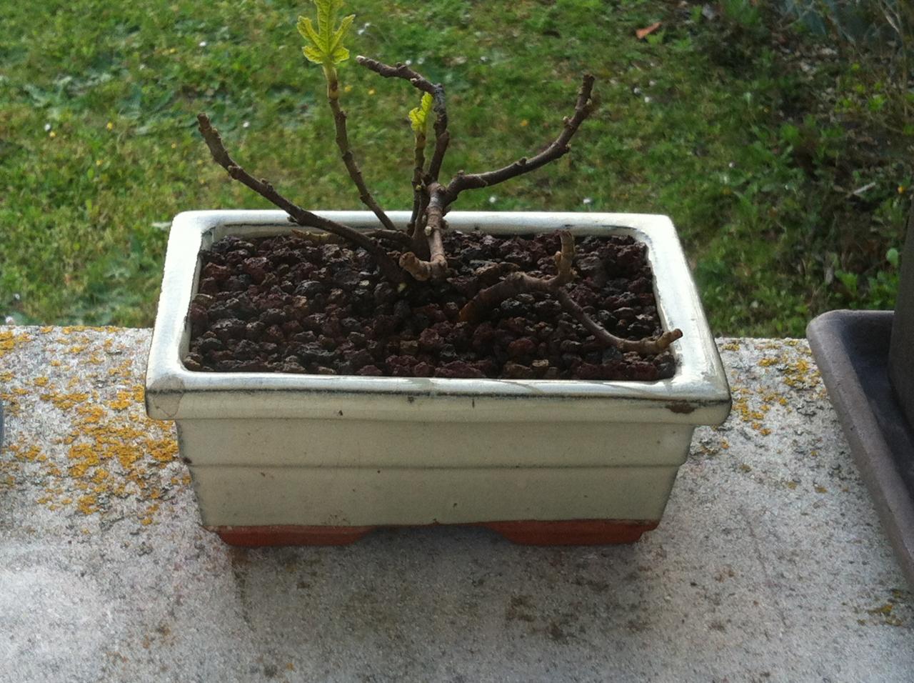 Photo du bonsaï : Figuier