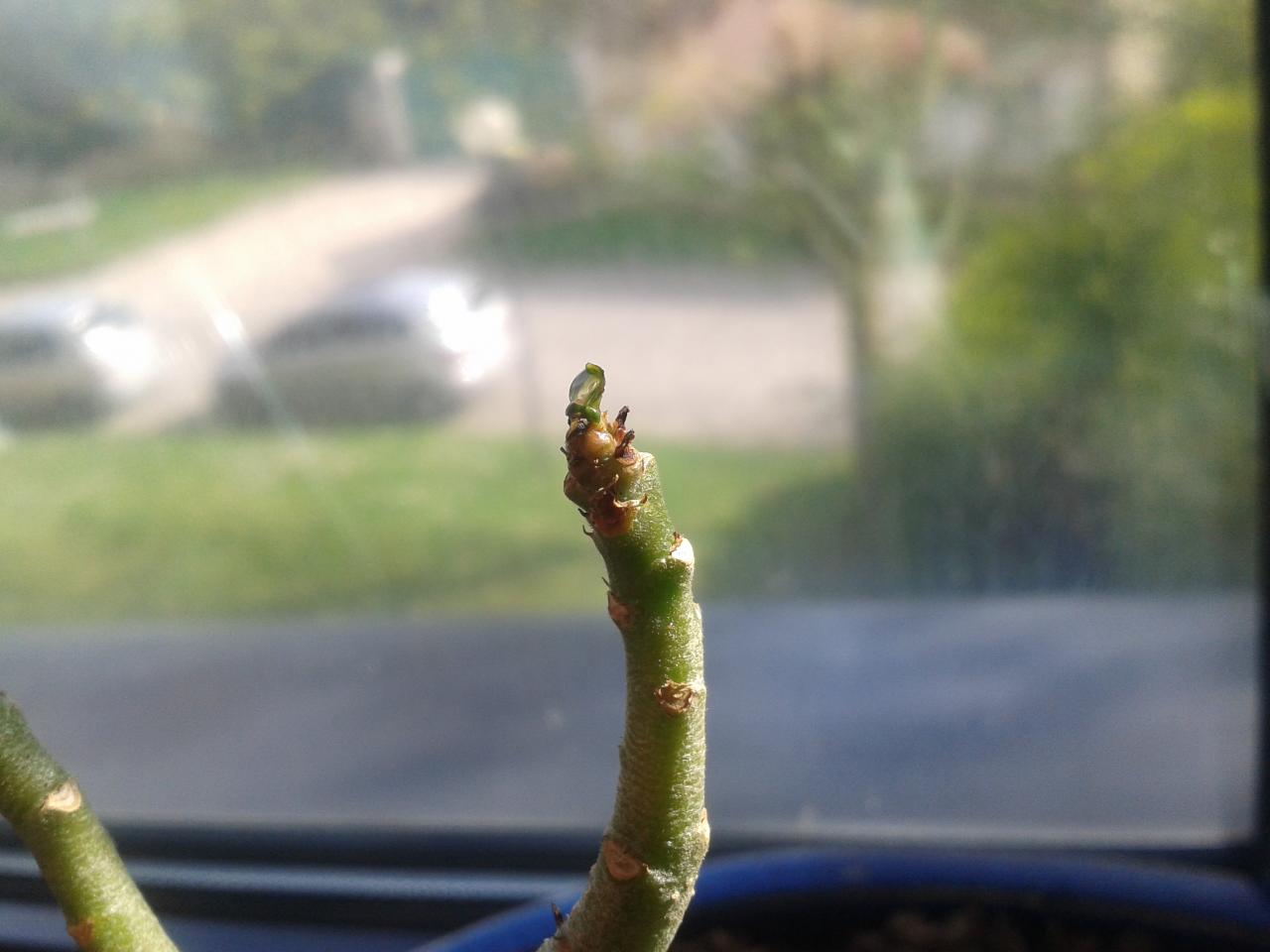 Rose du désert, Adenium obesum : culture et entretien