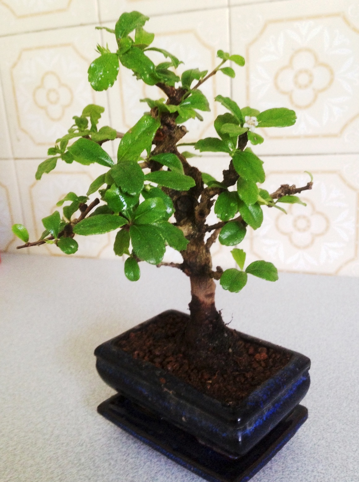 Bonsai Carmona ou Arbre à Thé - Fiche d'entretien