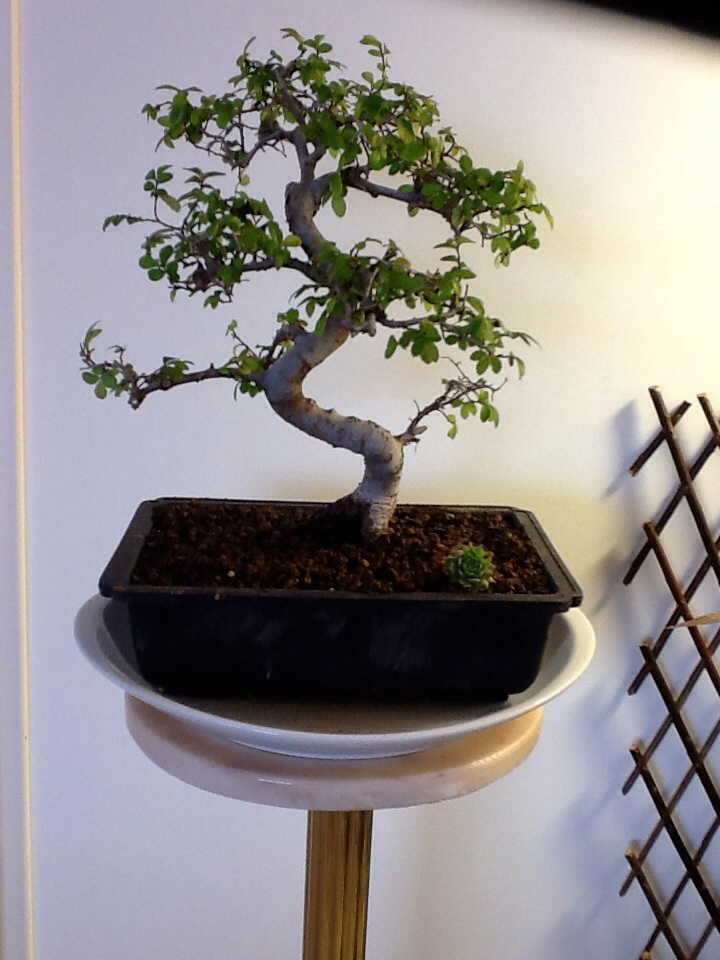 Photo du bonsaï : Mon premier bonsaï, Orme