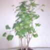 Photo du bonsaï : ginkgo