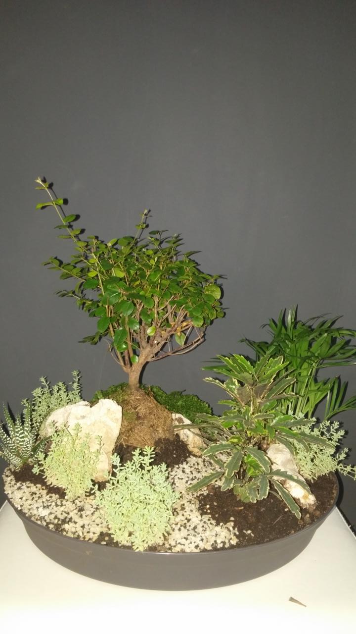 Photo du bonsaï : Peijing