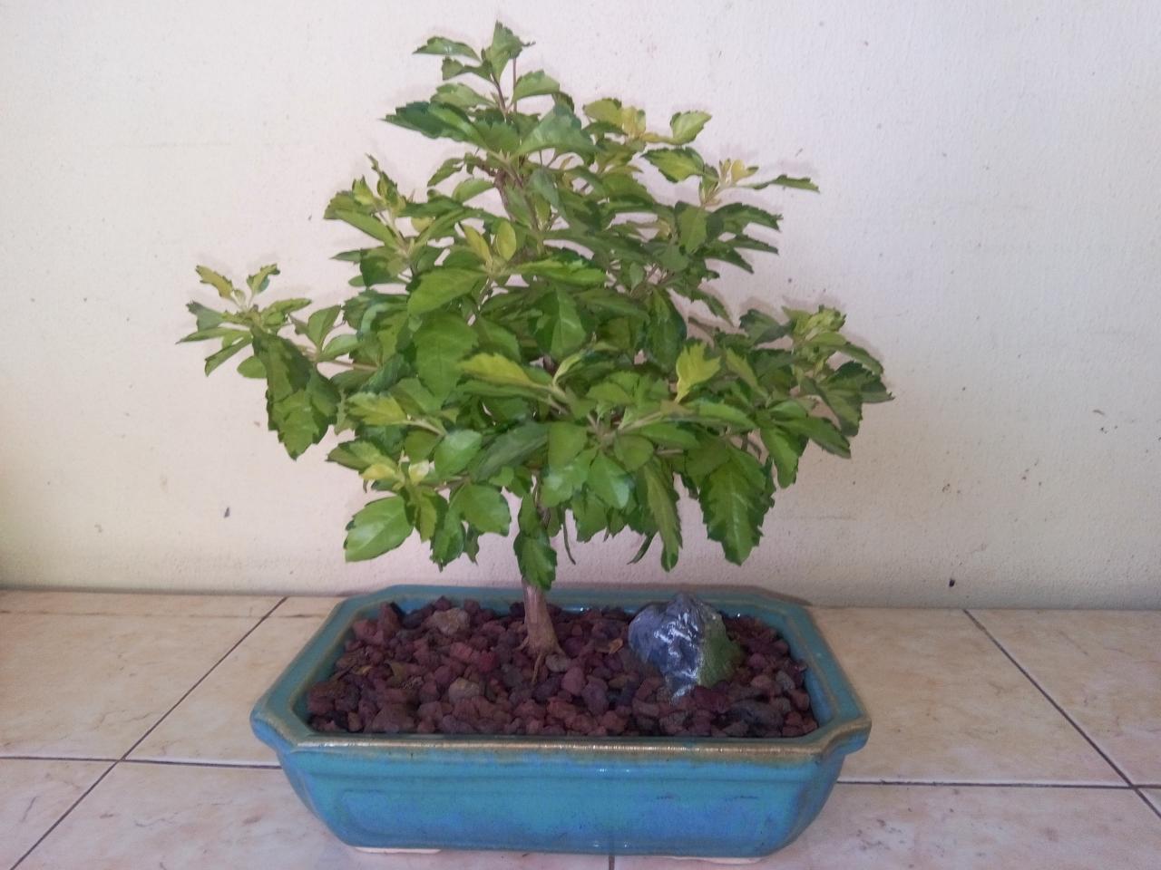Photo du bonsaï : Duranta