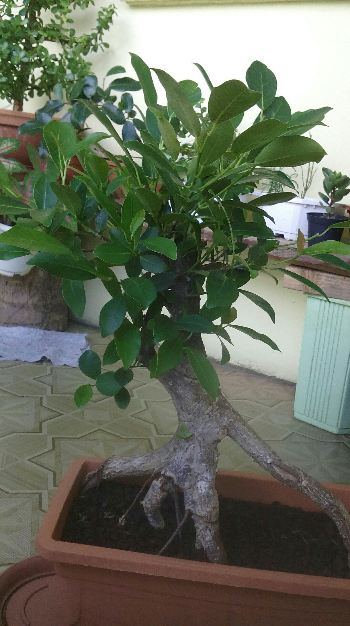 Photo du bonsaï : Ficus