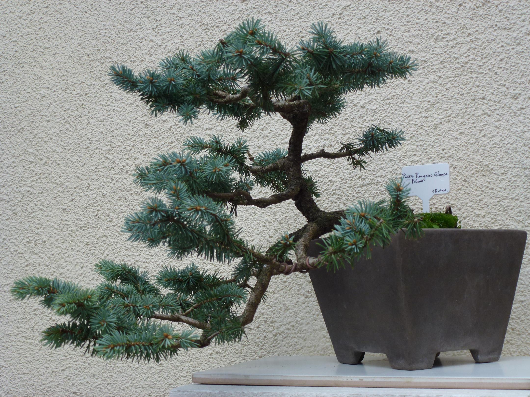 Photo du bonsaï : Picea Pungens Glauca Blue