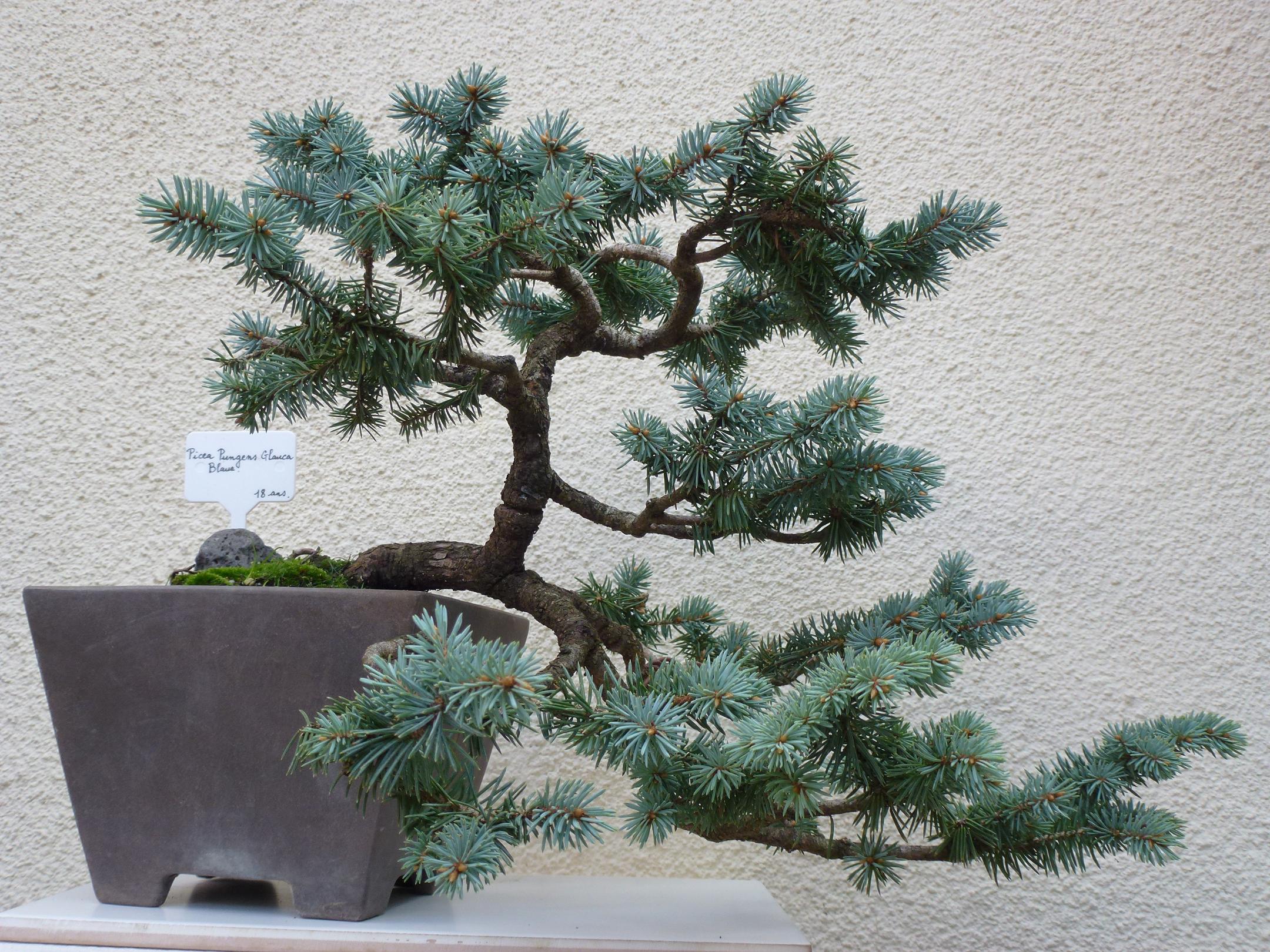 Photo du bonsaï : Picea Pungens Glauca Blue