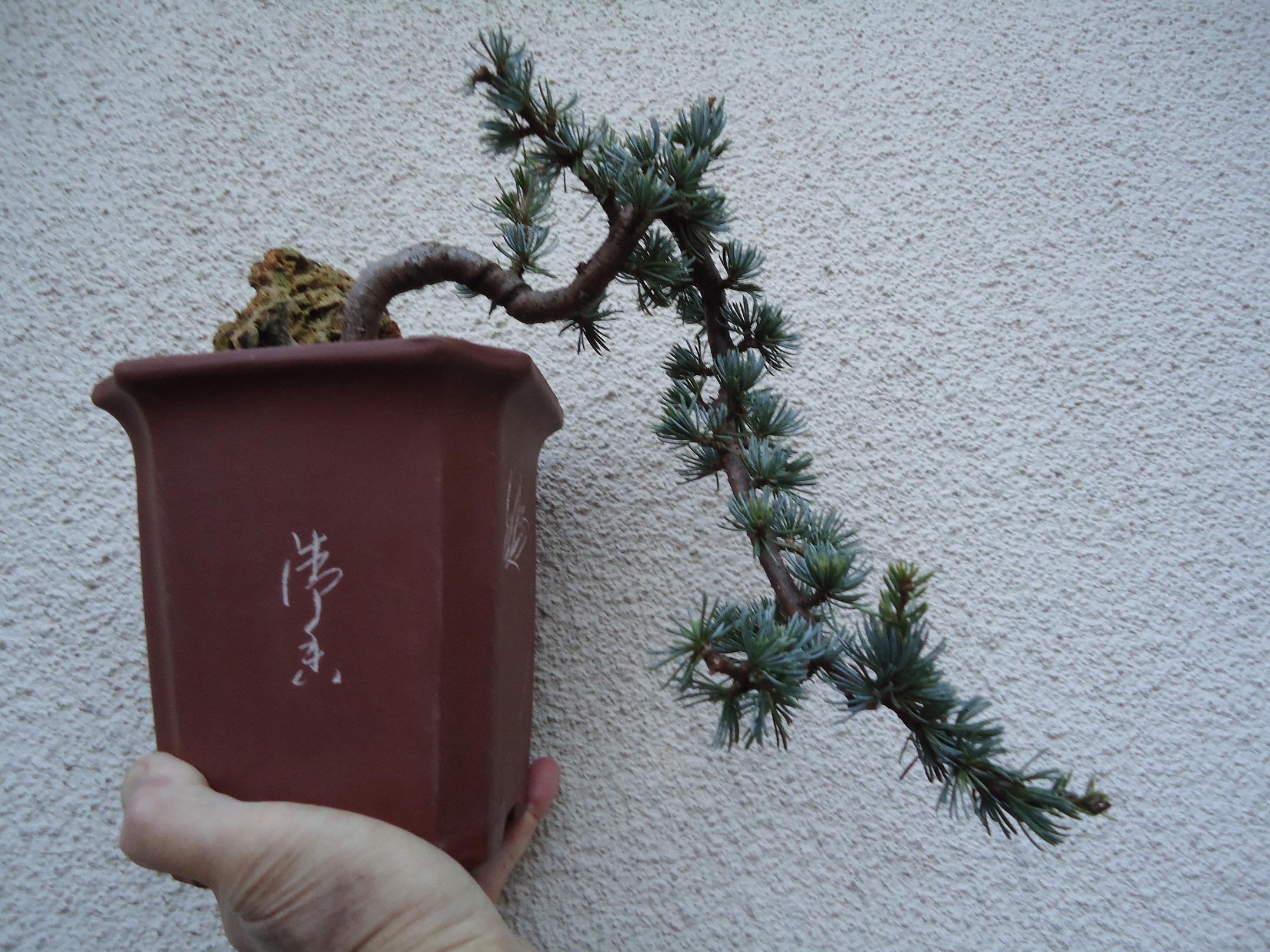 Photo du bonsaï : cedrus Atlantica Glauca