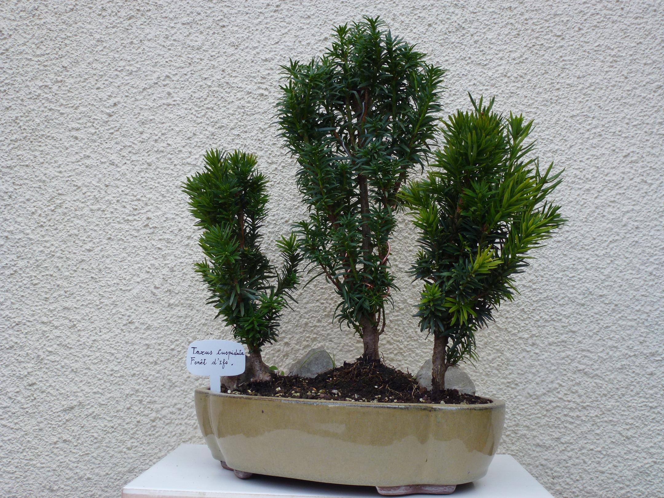 Photo du bonsaï : Taxus Cuspidata