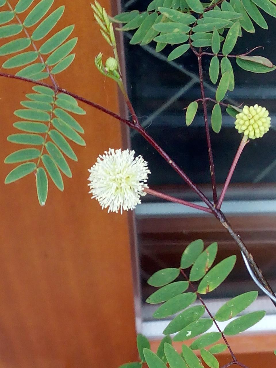 Photo du bonsaï : jacaranda