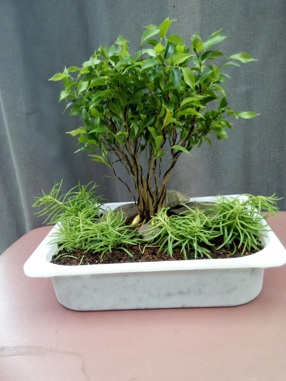 Photo du bonsaï : ficus binjamina