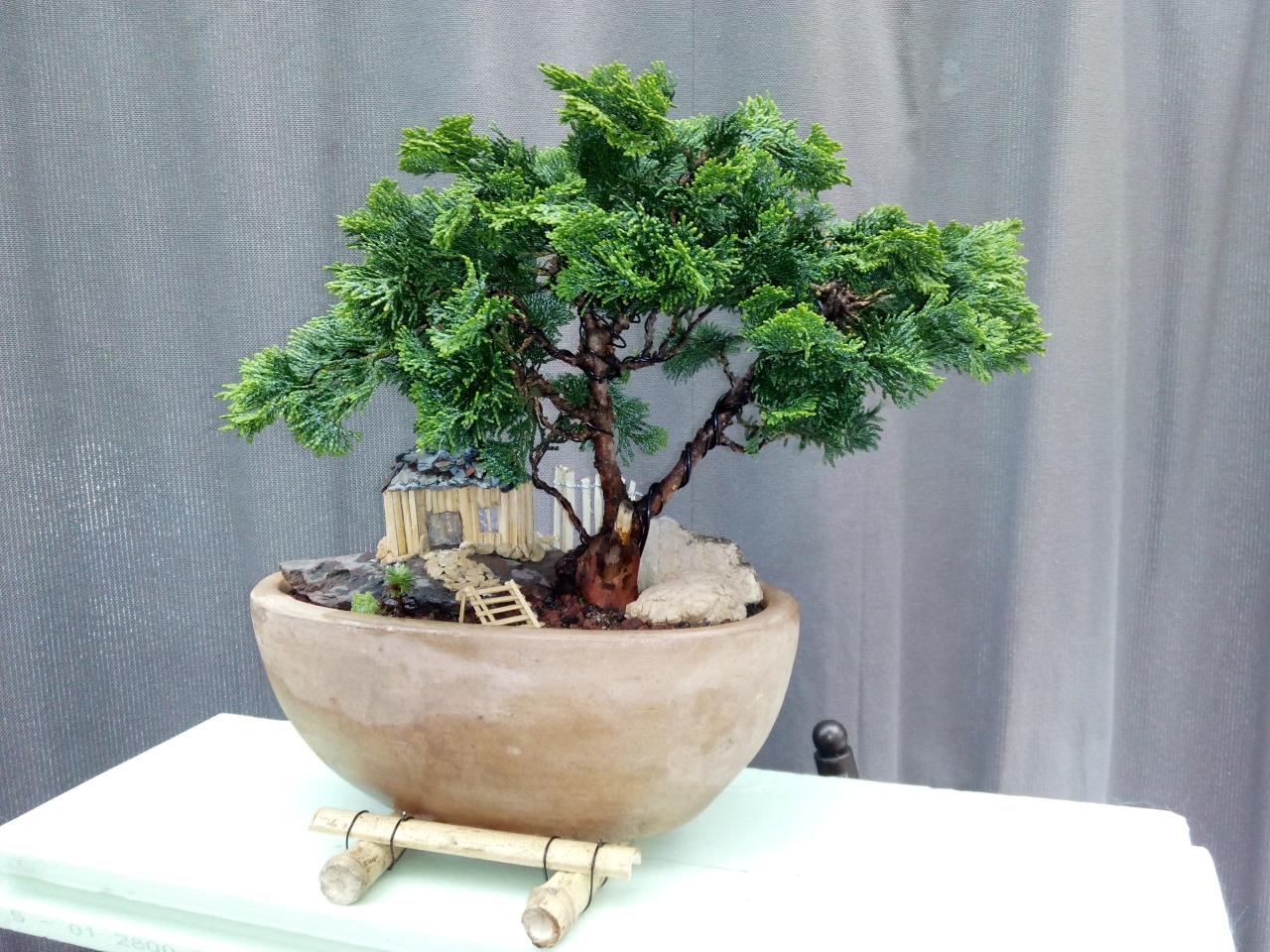 Photo du bonsaï : faux cyprès du japon