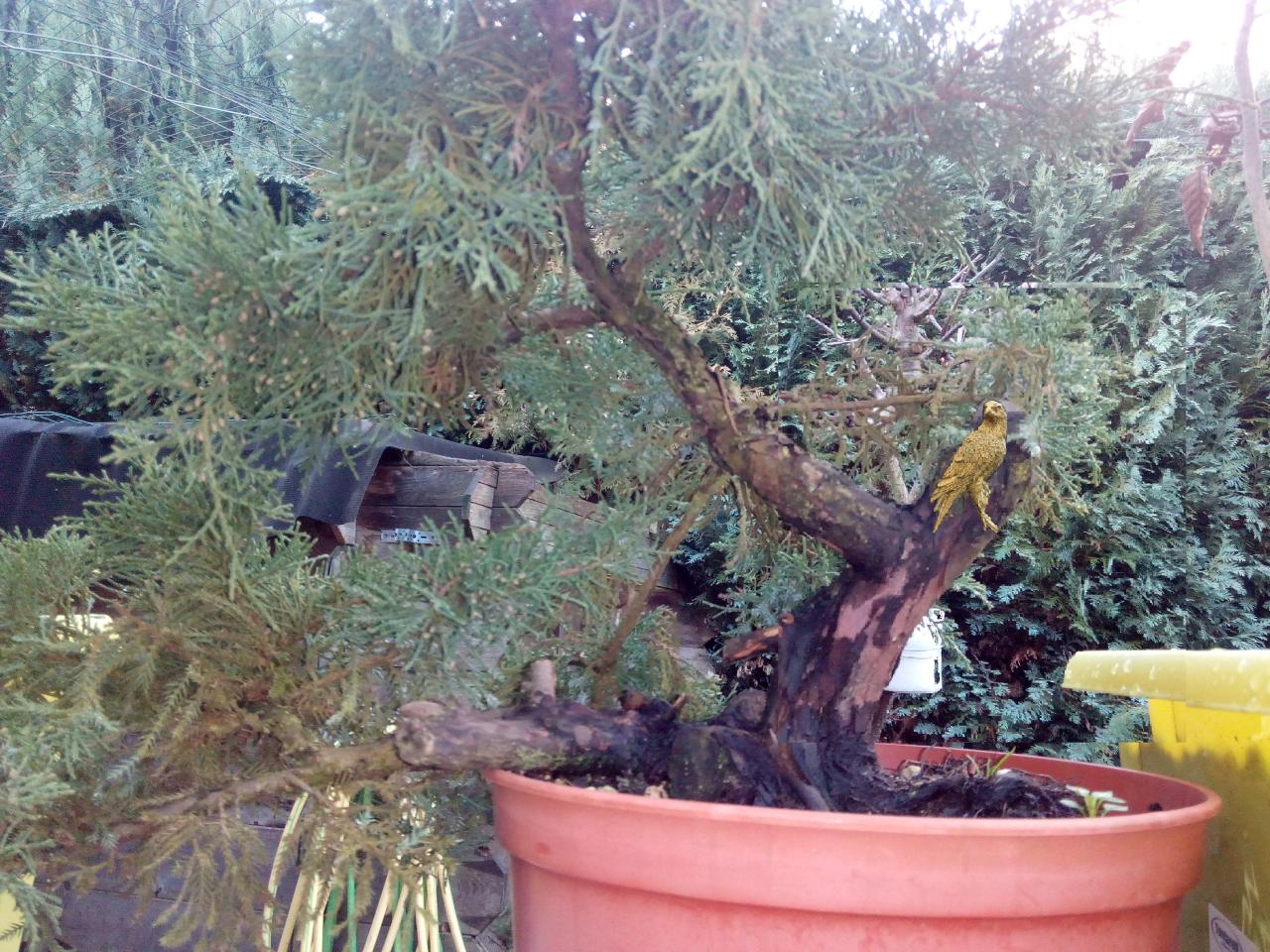 Photo du bonsaï : genevrier