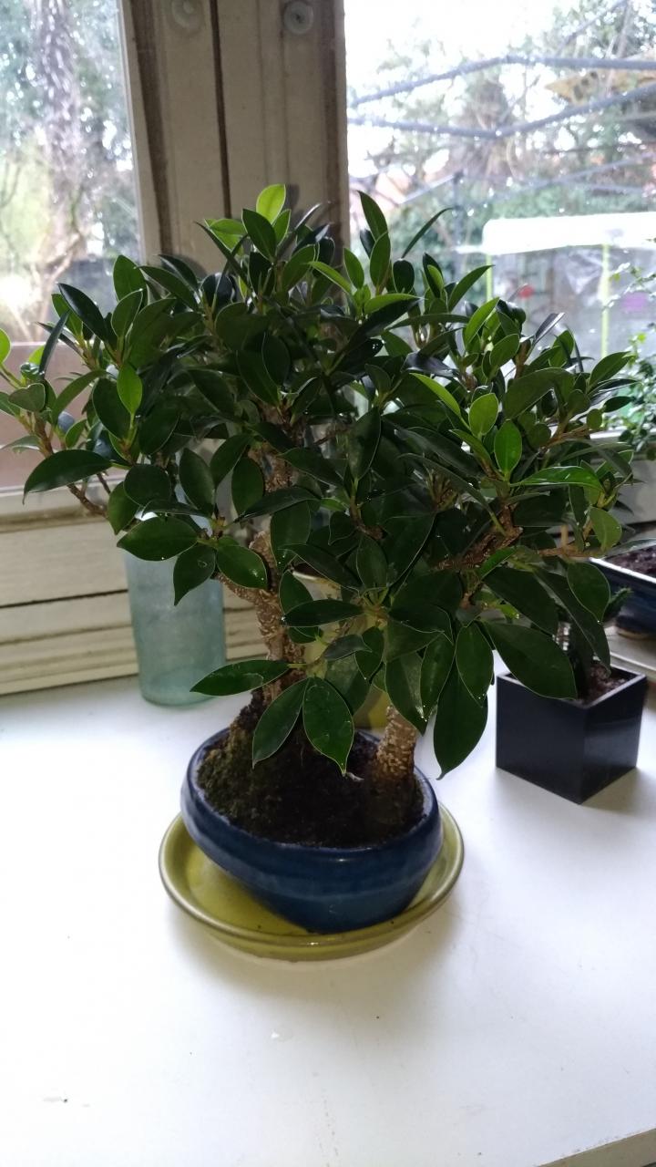 ficus microcarpa ginseng bonsai gondozása orange