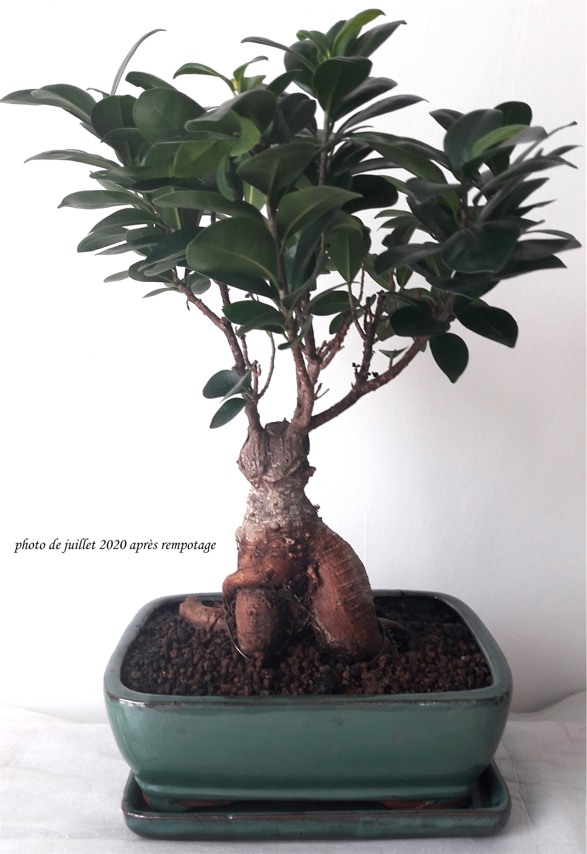 Ficus microcarpa (ou bonsaï), ficus ginseng : culture et entretien