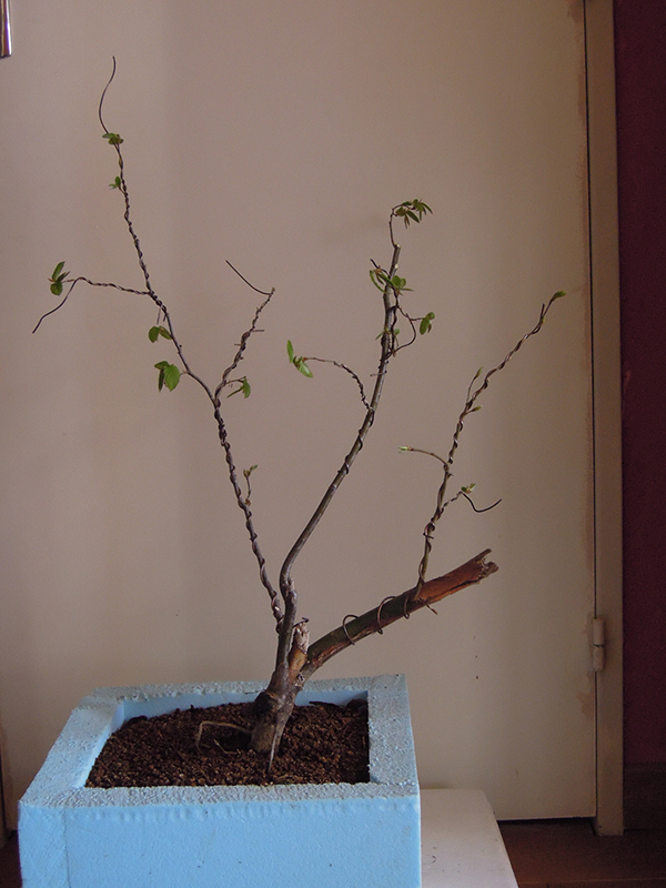 Photo du bonsaï : charme 2