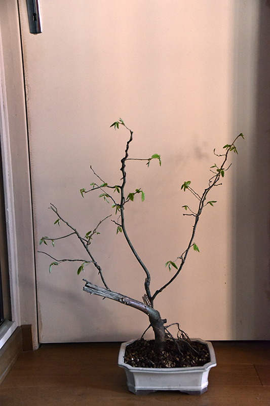 Photo du bonsaï : charme 2