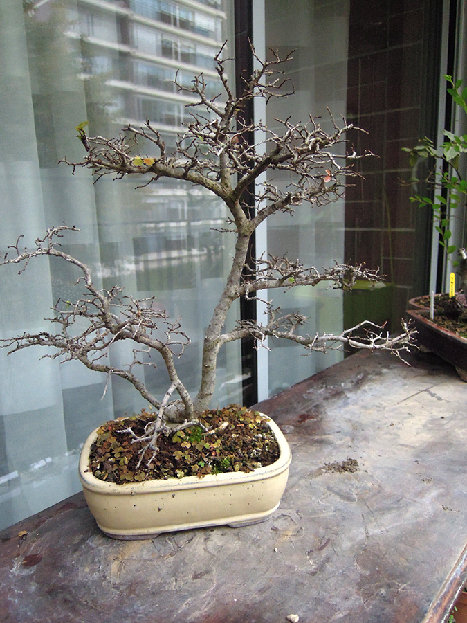 Photo du bonsaï : orme de chine 2