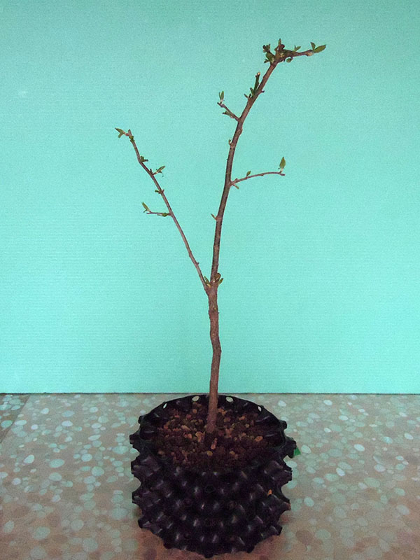 Photo du bonsaï : Prunus