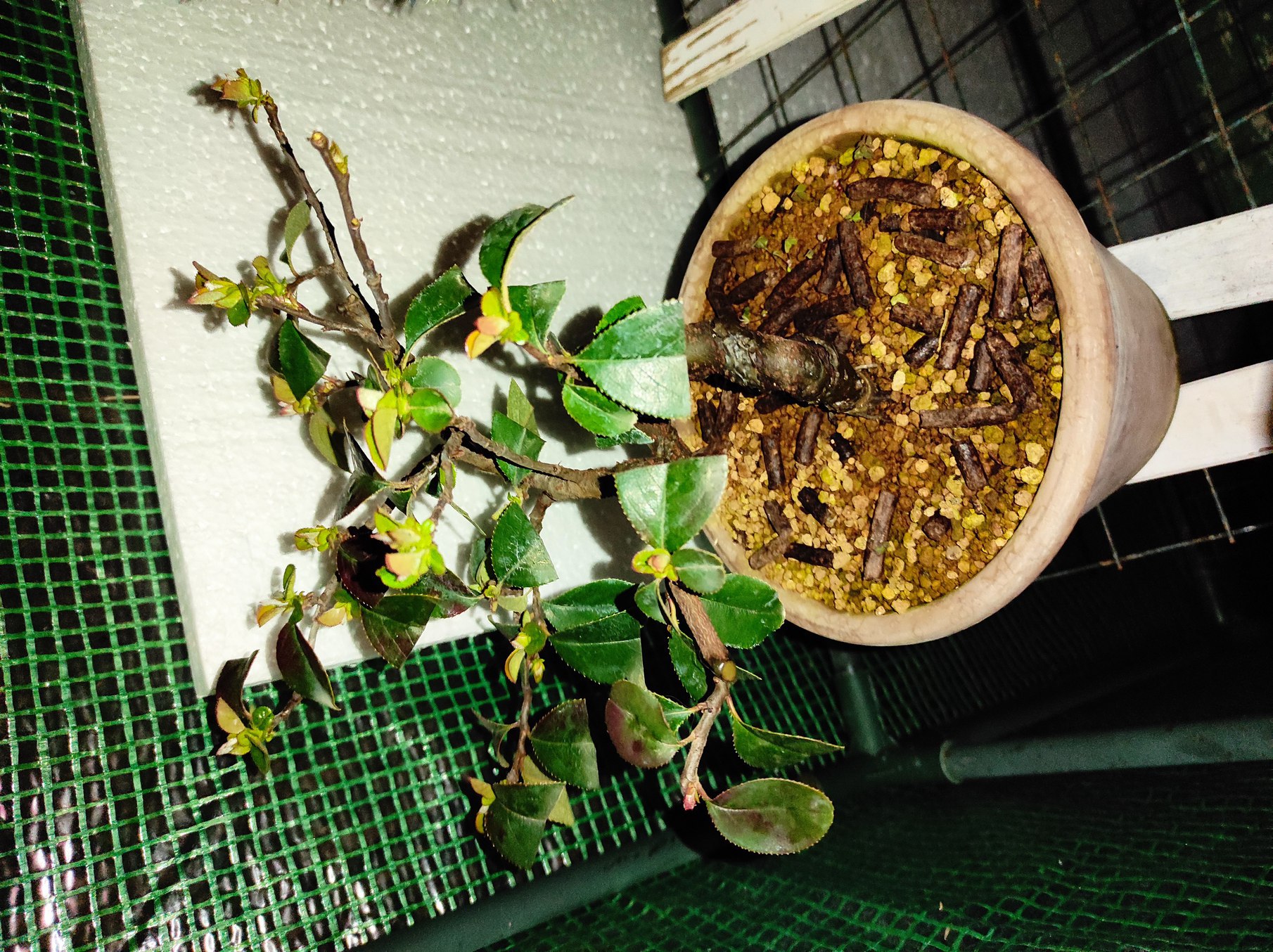 Photo du bonsaï : Cognassier de Chine