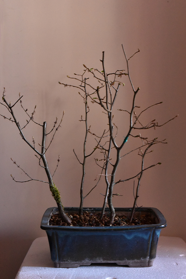 Photo du bonsaï : forêt de charmes