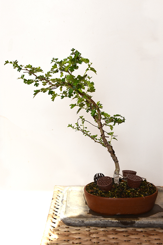 Photo du bonsaï : aubépine
