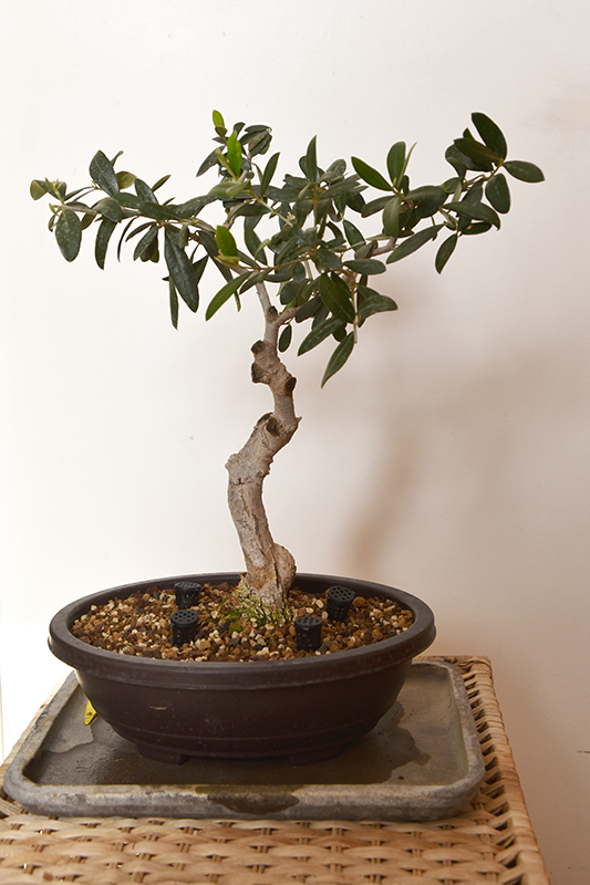 Photo du bonsaï : olivier