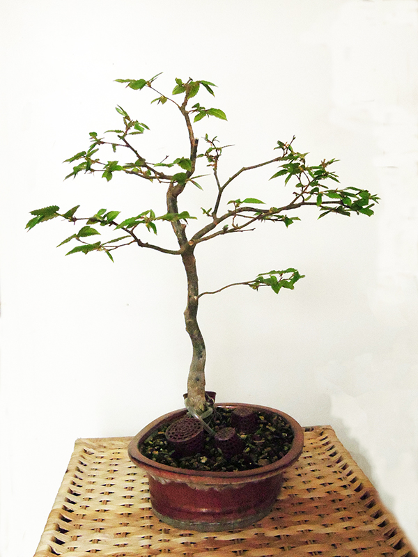 Photo du bonsaï : charme 1