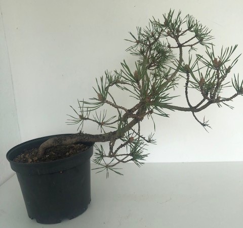 Photo du bonsaï : pin sylvestre