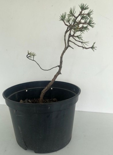 Photo du bonsaï : pin sylvestre 1