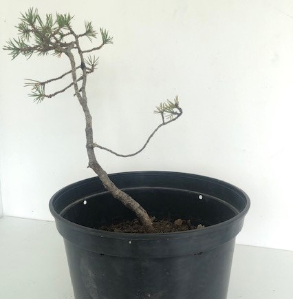 Photo du bonsaï : pin sylvestre 1