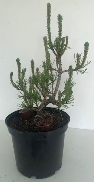 Photo du bonsaï : pin mugo