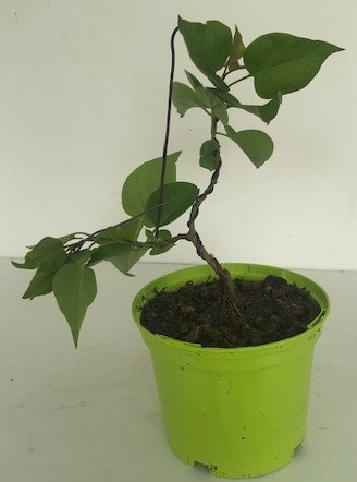 Photo du bonsaï : Lilas (syringa)