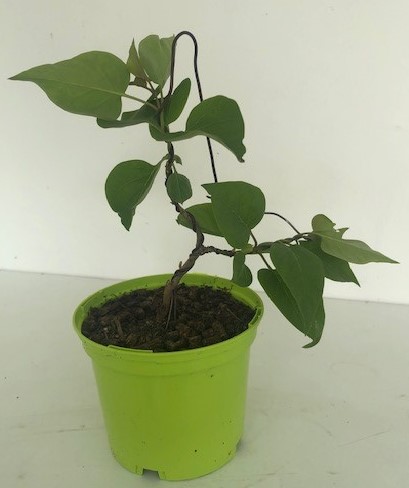 Photo du bonsaï : Lilas (syringa)