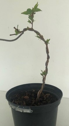 Photo du bonsaï : abricotier