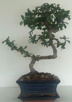 Photo du bonsaï : carmona