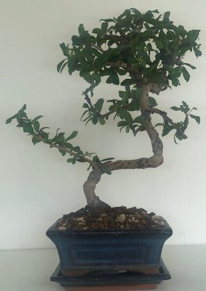 Bonsai Carmona ou Arbre à Thé - Fiche d'entretien