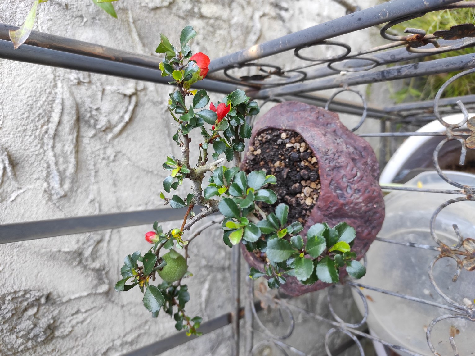 Photo du bonsaï : Cognassier du Japon