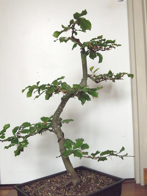 Photo du bonsaï : hêtre 