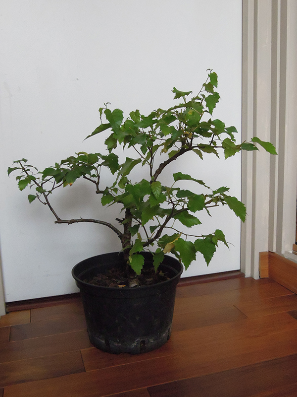 Photo du bonsaï : bouleau
