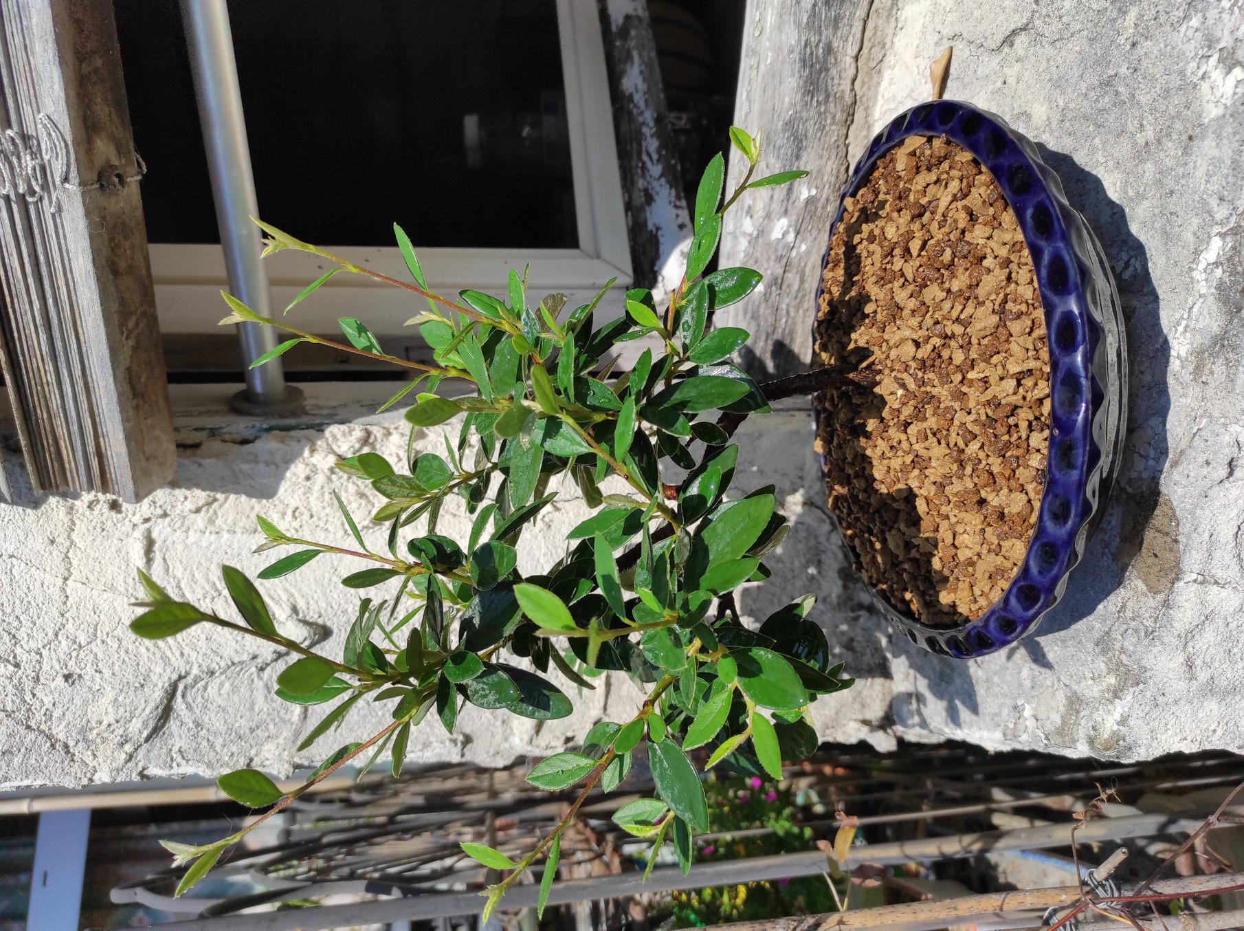 Photo du bonsaï : cotonéaster