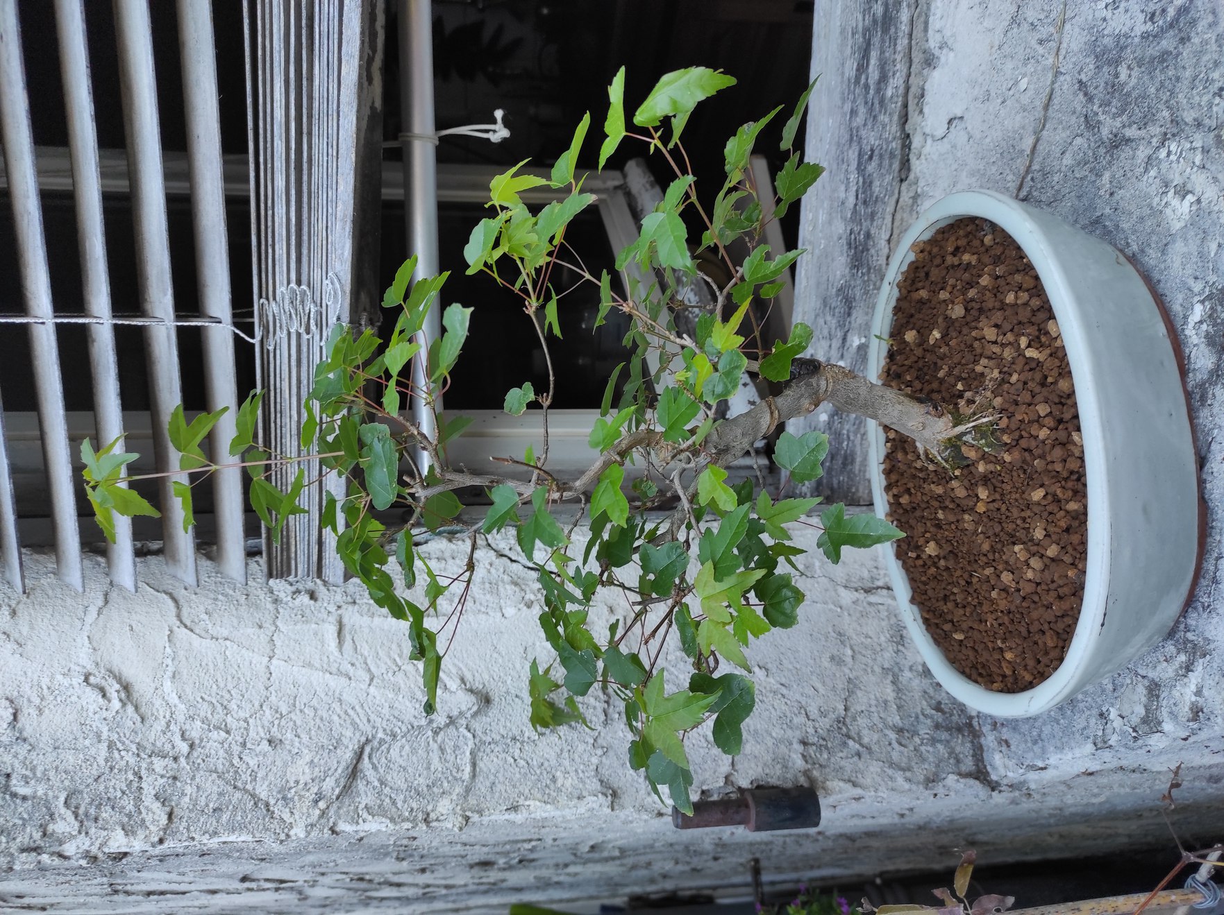Photo du bonsaï : ERABLE TRIDENT