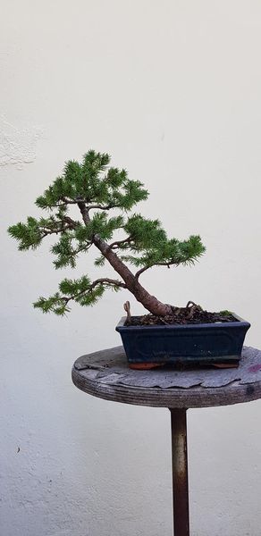 Photo du bonsaï : picéa glauca